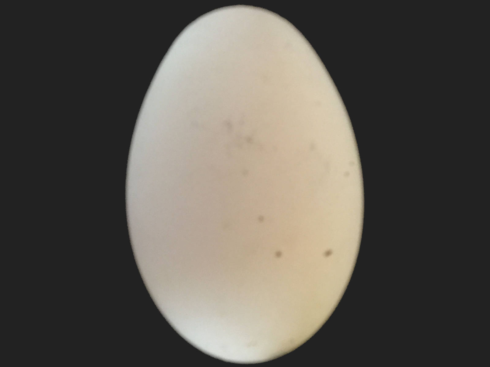 bigEgg